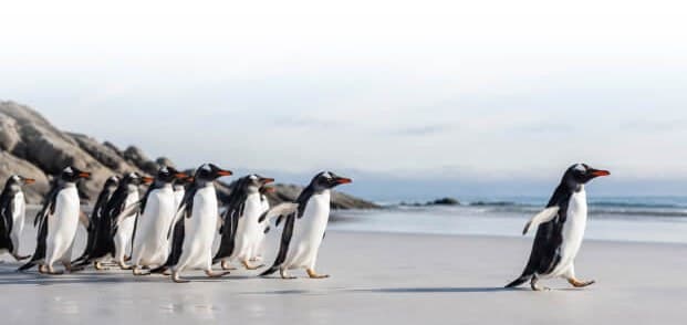 Penguins walking in single file across a sandy beach