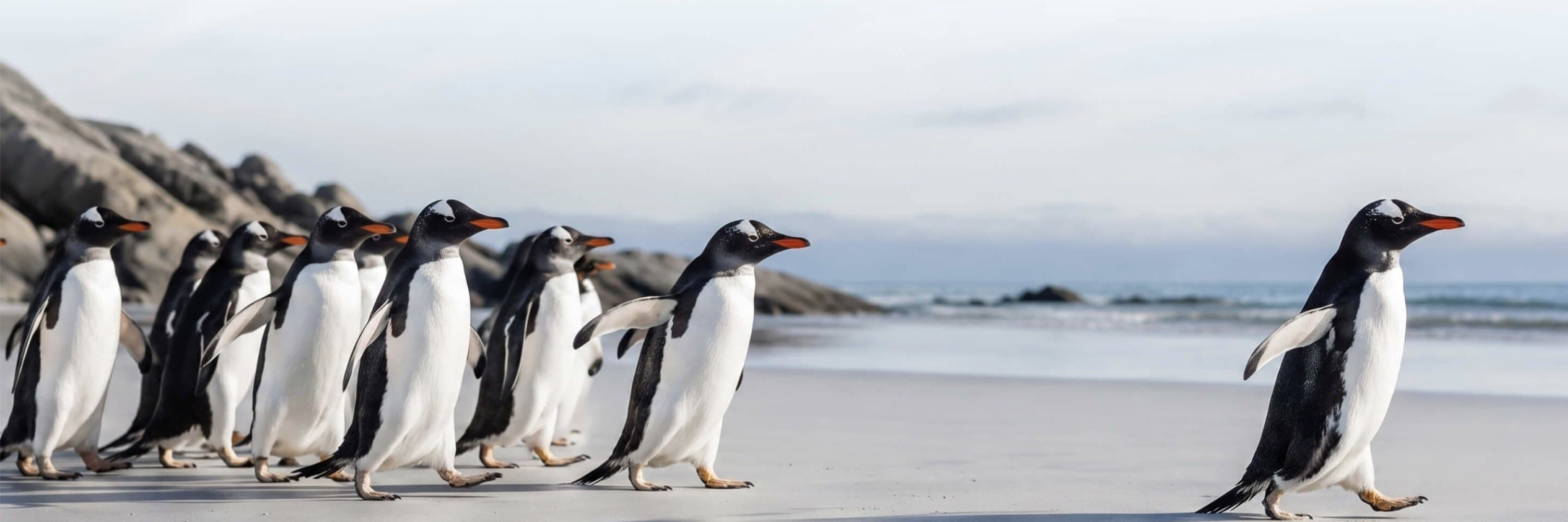 Penguins walking in single file across a sandy beach